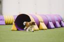 |JOLIE CAVALIERS PORTO