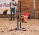 |CURLY FORELOCK BROWNIE