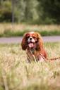 |JOLIE CAVALIERS PORTO