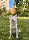 СОНГ ОФ СЕА