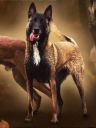 WINNER HUND IGLA