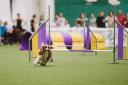 |JOLIE CAVALIERS PORTO