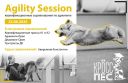 Agility session