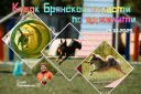 Кубок Брянской области по аджилити и квалификационные испытания