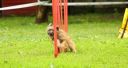 Agility competition - Russia 2014