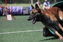 Qualifying competitions in agility CACAG